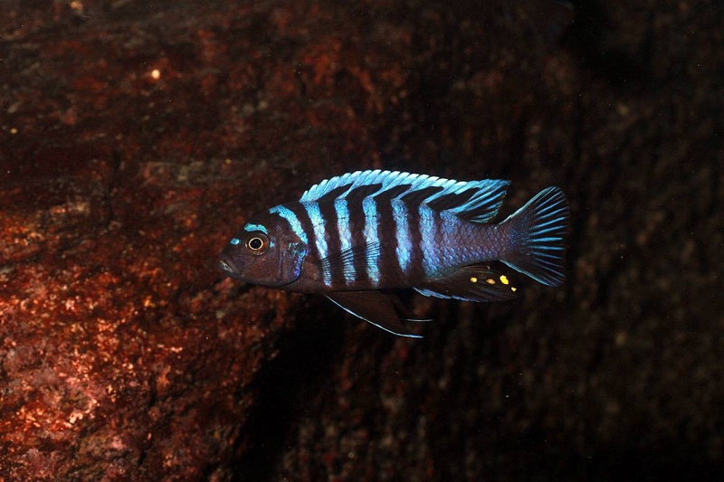 Chindongo minutus 'Nkhata Bay'